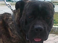 cane corso black brindle